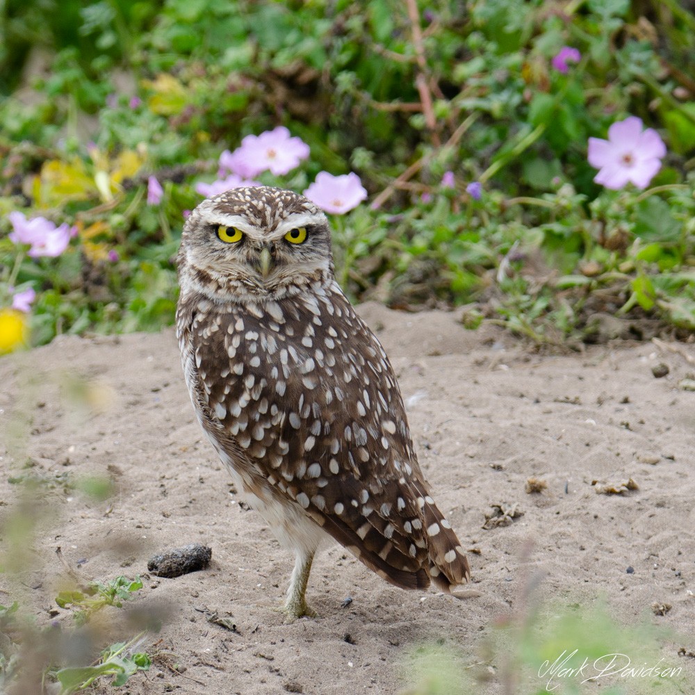 Burrowing Owl - ML153473841