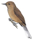 Southern Shrikebill Illustration