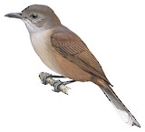 Fiji Shrikebill Illustration