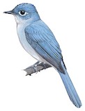 Cerulean Flycatcher Illustration