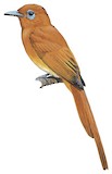 Rufous Paradise Flycatcher Illustration