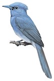 Blue Paradise Flycatcher Illustration