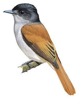 Illustration of Female - Mascarene Paradise-Flycatcher