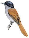 Mascarene Paradise Flycatcher Illustration