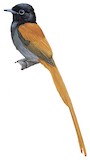 Rufous-vented Paradise Flycatcher Illustration