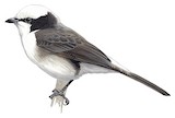 Northern White-crowned Shrike Illustration