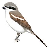 Souza's Shrike Illustration