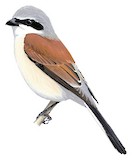 Red-backed Shrike Illustration