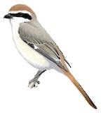 Red-tailed Shrike Illustration