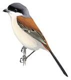 Burmese Shrike Illustration