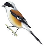 Bay-backed Shrike Illustration