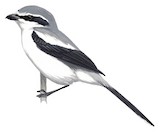 Mackinnon's Shrike Illustration