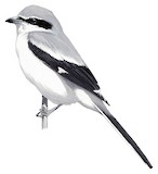 Great Grey Shrike Illustration