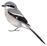 Iberian Grey Shrike Illustration