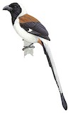 White-bellied Treepie Illustration