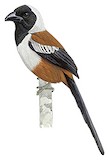 Collared Treepie Illustration