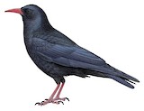 Red-billed Chough Illustration