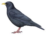 Alpine Chough Illustration