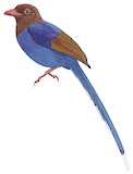 Sri Lanka Blue Magpie Illustration