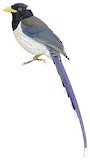 Yellow-billed Blue Magpie Illustration