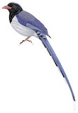 Red-billed Blue Magpie Illustration