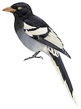 White-winged Magpie Illustration