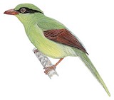 Javan Green Magpie Illustration