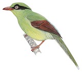 Bornean Green Magpie Illustration