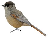 Siberian Jay Illustration