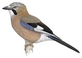 Eurasian Jay Illustration