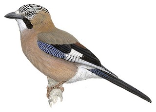Eurasian Jay