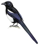 Maghreb Magpie Illustration