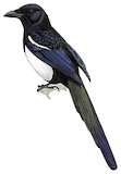 Asir Magpie Illustration