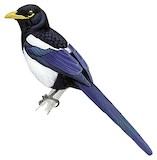 Yellow-billed Magpie Illustration