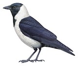 Daurian Jackdaw Illustration