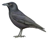 Jamaican Crow Illustration