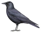 Fish Crow Illustration