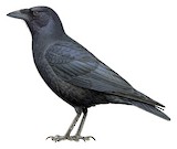 Hispaniolan Palm Crow Illustration