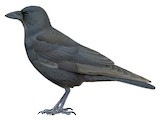 Hawaiian Crow Illustration