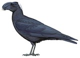 Thick-billed Raven Illustration