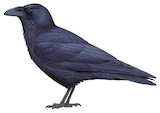 Northern Raven Illustration