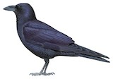 Chihuahuan Raven Illustration