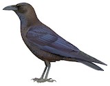 Brown-necked Raven Illustration