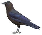 Somali Crow Illustration