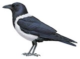 Pied Crow Illustration