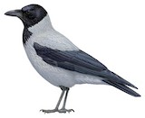 Hooded Crow Illustration