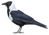 Collared Crow Illustration