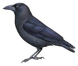 Banggai Crow Illustration