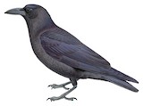 Slender-billed Crow Illustration