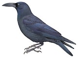 Long-billed Crow Illustration